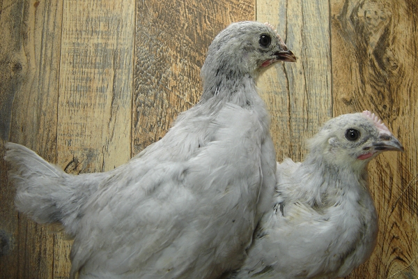 4 Pullet Chicks Week 4 - 2 Lavender Orpington